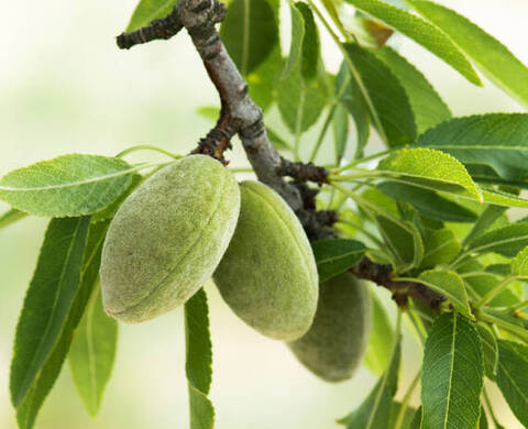 身體保養推薦｜經典麝香讓洗澡也充滿高級感：原‧麝香潔膚沐浴精